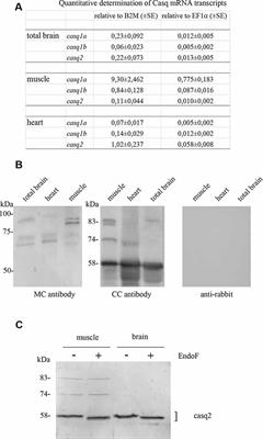 Calsequestrins New Calcium Store Markers of Adult Zebrafish Cerebellum and Optic Tectum